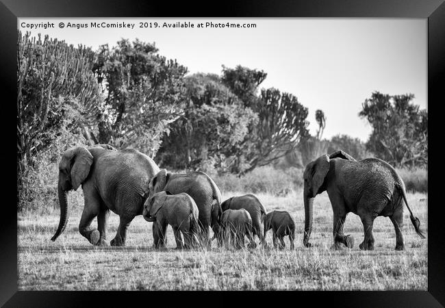 Elephants on the move Uganda mono Framed Print by Angus McComiskey