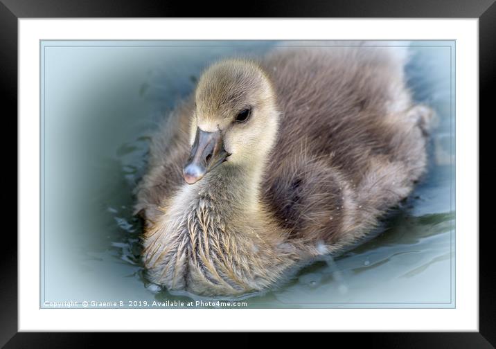 Greylag Goose Chick Framed Mounted Print by Graeme B