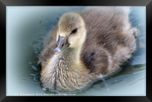 Greylag Goose Chick Framed Print by Graeme B