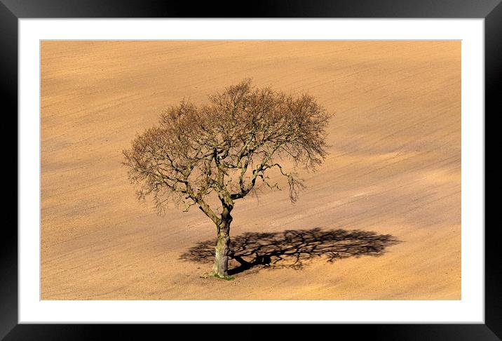 Tree Shadow Framed Mounted Print by Ros Crosland