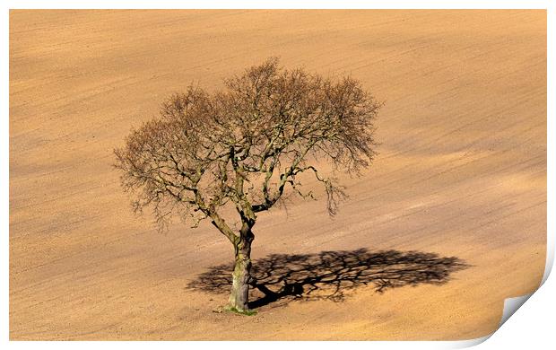 Tree Shadow Print by Ros Crosland