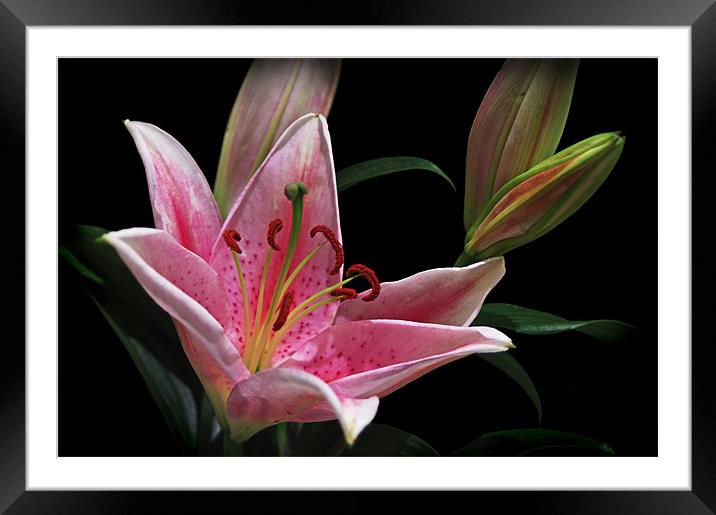 Pink Stargazer Lily With Buds Framed Mounted Print by Jacqi Elmslie