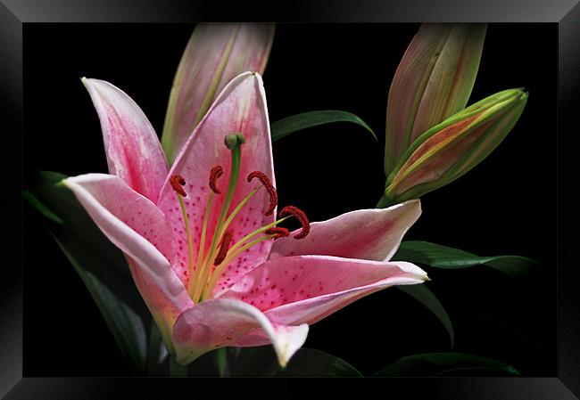 Pink Stargazer Lily With Buds Framed Print by Jacqi Elmslie