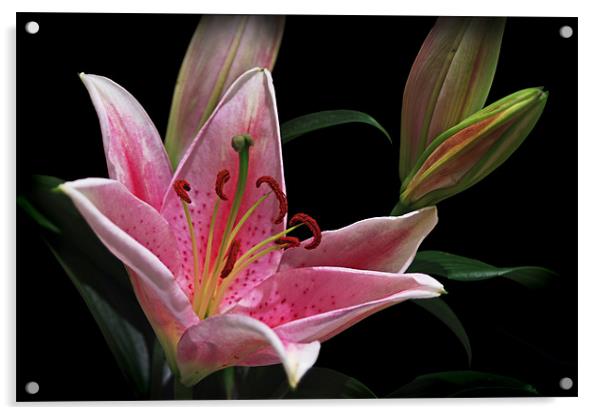 Pink Stargazer Lily With Buds Acrylic by Jacqi Elmslie