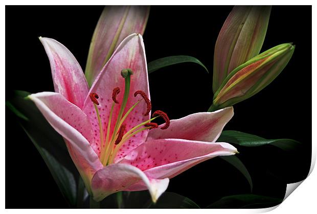 Pink Stargazer Lily With Buds Print by Jacqi Elmslie