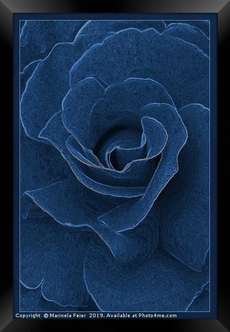 Velvet blue rose Framed Print by Marinela Feier