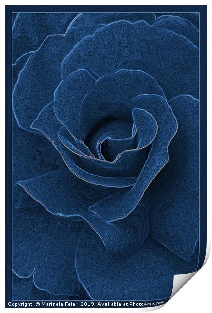 Velvet blue rose Print by Marinela Feier