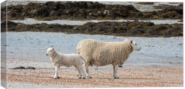 Sheep on the Beach Canvas Print by George Robertson