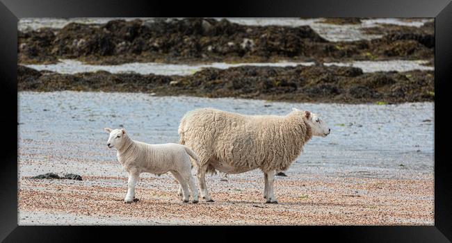 Sheep on the Beach Framed Print by George Robertson