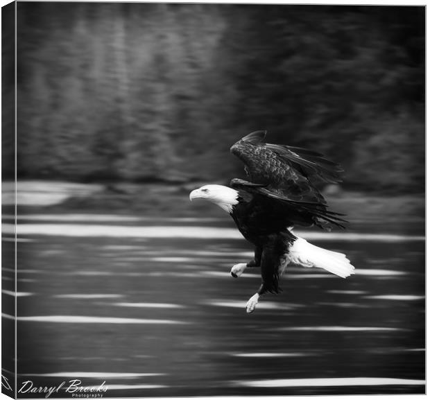 Eagle Swooping Above River Canvas Print by Darryl Brooks
