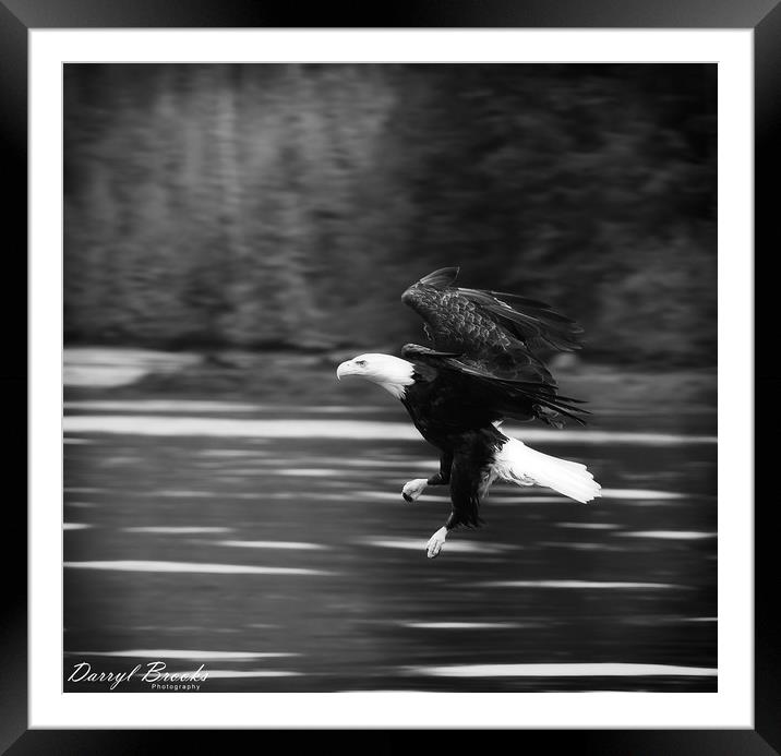 Eagle Swooping Above River Framed Mounted Print by Darryl Brooks
