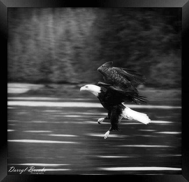 Eagle Swooping Above River Framed Print by Darryl Brooks