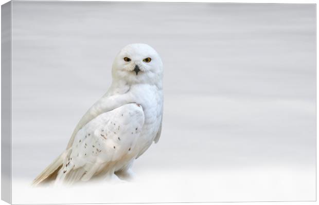 Snowy Owl Canvas Print by Arterra 