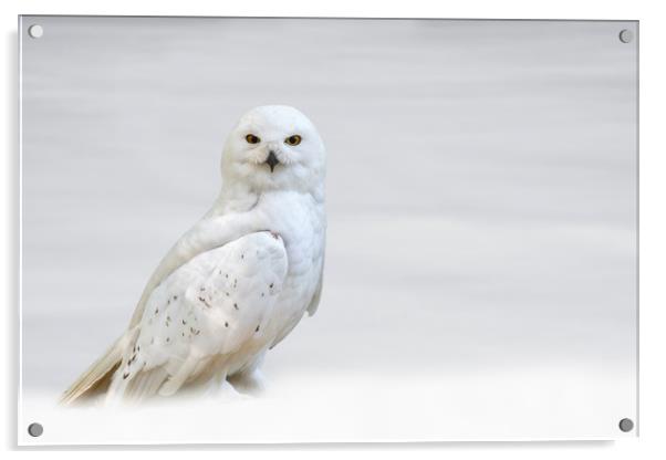 Snowy Owl Acrylic by Arterra 