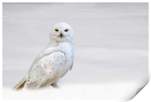 Snowy Owl Print by Arterra 