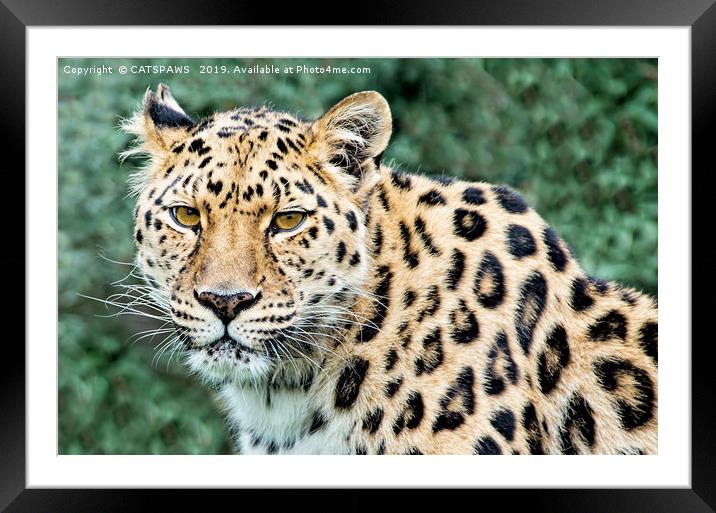 BEG YOUR LEOPARDON Framed Mounted Print by CATSPAWS 