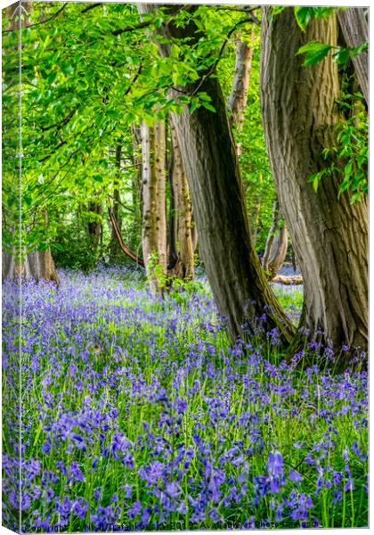 Springtime Woodland Bluebell View Canvas Print by Neal Trafankowski