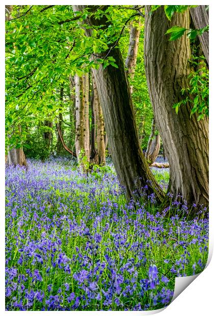 Springtime Woodland Bluebell View Print by Neal Trafankowski