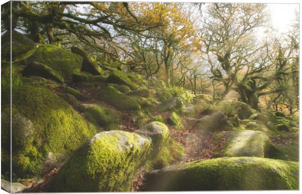 The Magical Wistmans Wood Canvas Print by Images of Devon