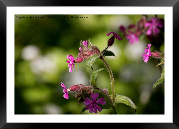 English Wild Flowers - Red Campion (2) Framed Mounted Print by Jim Jones