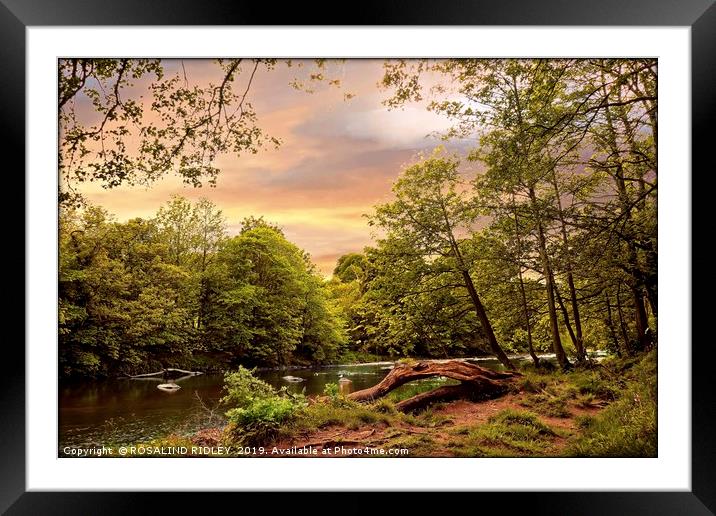 "Sunrise over the river Swale" Framed Mounted Print by ROS RIDLEY