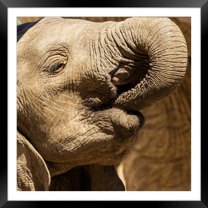 Young African Elephant Framed Mounted Print by Ernie Jordan