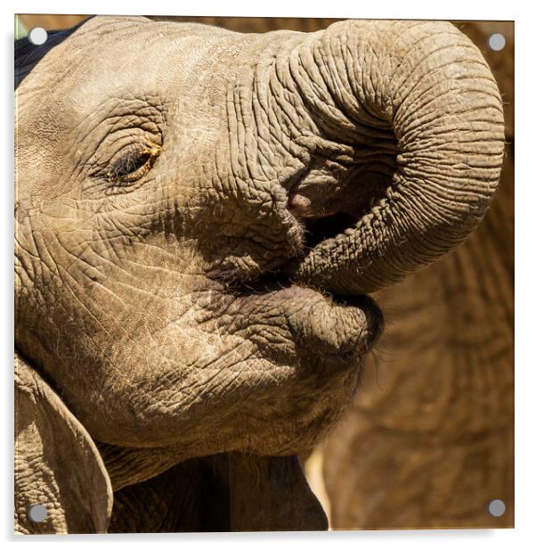 Young African Elephant Acrylic by Ernie Jordan