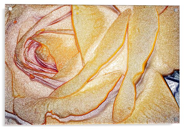 Yellow Rose Acrylic by Ian Jeffrey