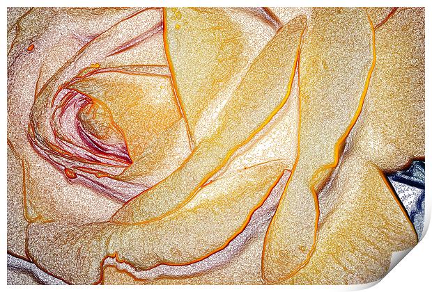 Yellow Rose Print by Ian Jeffrey