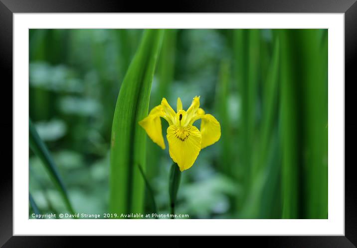 Wild Yellow Iris Framed Mounted Print by David Strange