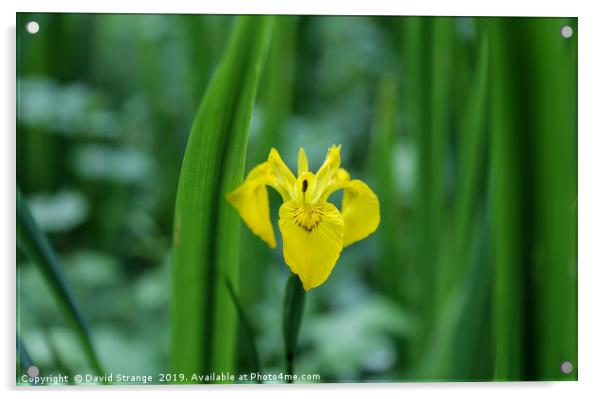 Wild Yellow Iris Acrylic by David Strange