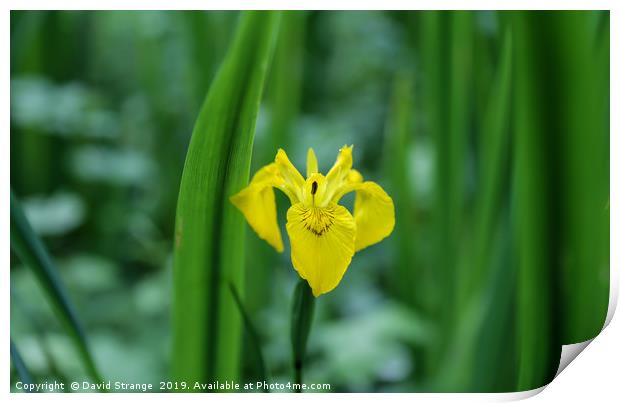 Wild Yellow Iris Print by David Strange