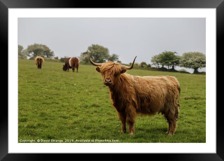 Westland cattle Framed Mounted Print by David Strange