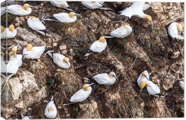 Gannets nesting  Canvas Print by chris smith