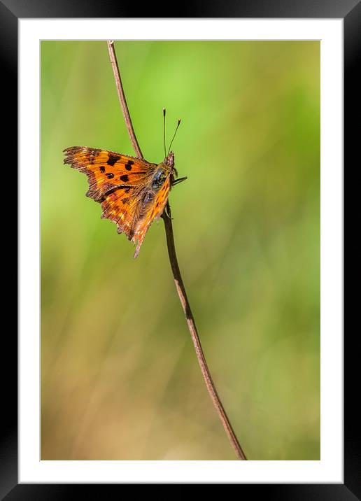 Comma (Polygonia c-album)  Framed Mounted Print by chris smith