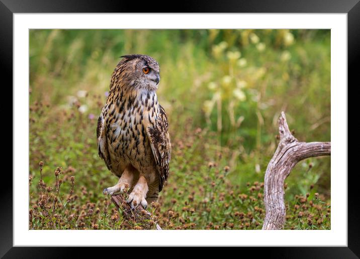 Eagle owl  (Bubo bubo)  Framed Mounted Print by chris smith