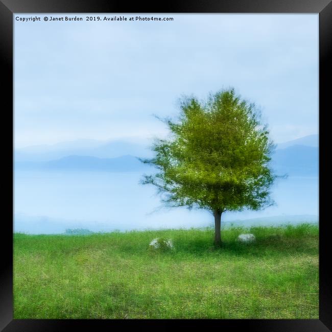 The Lone Tree Framed Print by Janet Burdon
