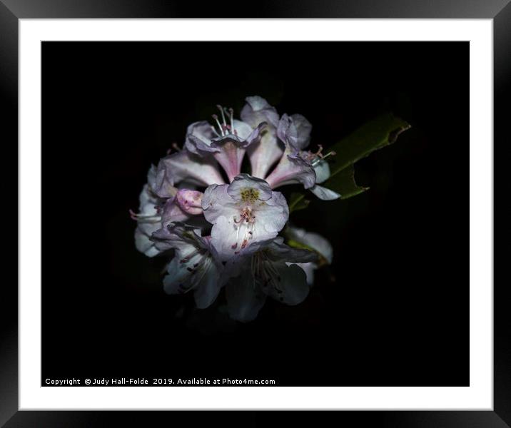 Wild Rhododendron Framed Mounted Print by Judy Hall-Folde