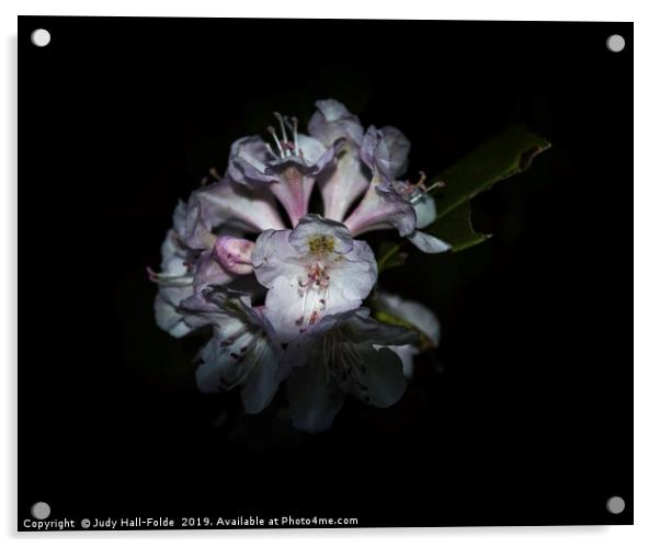 Wild Rhododendron Acrylic by Judy Hall-Folde