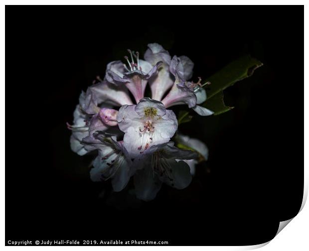 Wild Rhododendron Print by Judy Hall-Folde