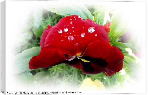 Bright red pansy Canvas Print by Marinela Feier