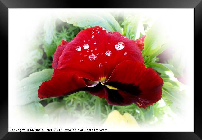 Bright red pansy Framed Print by Marinela Feier