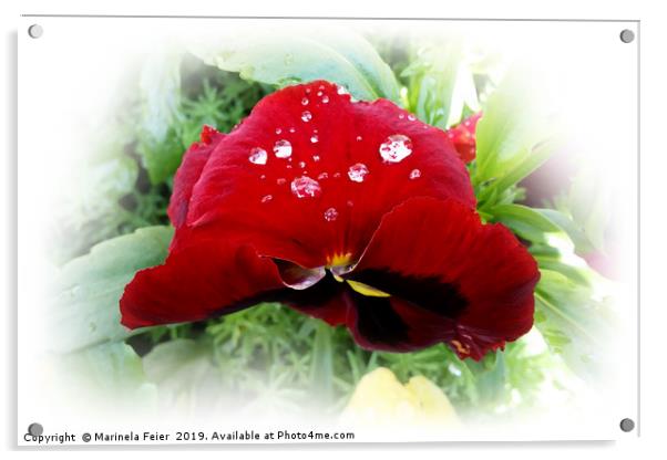 Bright red pansy Acrylic by Marinela Feier