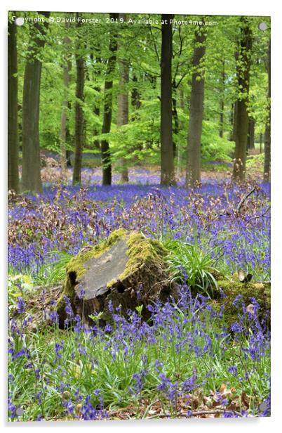 Bluebell Wood, County Durham, UK Acrylic by David Forster