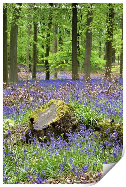 Bluebell Wood, County Durham, UK Print by David Forster