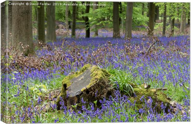 Bluebell Wood, County Durham, UK Canvas Print by David Forster