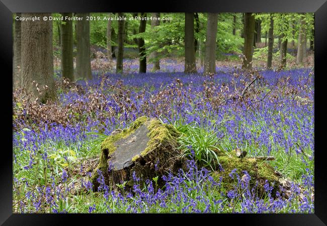 Bluebell Wood, County Durham, UK Framed Print by David Forster
