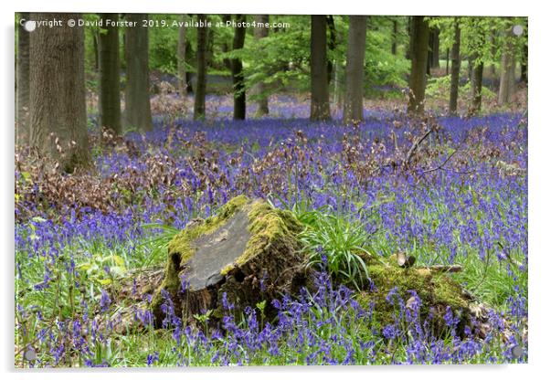 Bluebell Wood, County Durham, UK Acrylic by David Forster