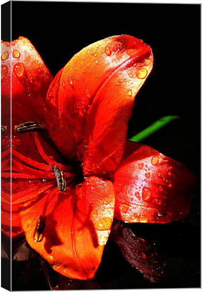 Red lilly Canvas Print by Doug McRae