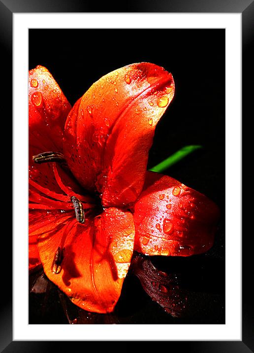 Red lilly Framed Mounted Print by Doug McRae